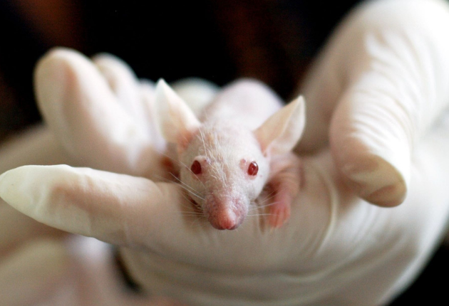 16 Key Advantages and Disadvantages of Animal Testing in Cosmetics